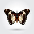 Low polygon butterfly white dot black stripe wings isolated on white background, fresh brown insects flying. Logo icon geometric.