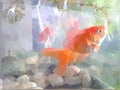 Low polygon goldfish