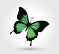 Low polygon green butterfly isolated on white background