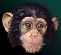Low polygon vector of young chimpanzee face
