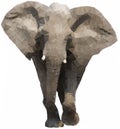 Low Polygonal Elephant