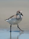 Close Up of Shore bird, Sanderling in water