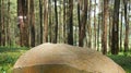 Low round stone under pine tree shade Royalty Free Stock Photo