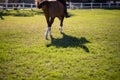 Low section of female jockey riding horse