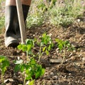 Low section of man working the soil. Farmering concept