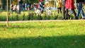 Low section people walking through park. Royalty Free Stock Photo