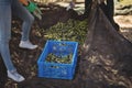 Low section of young man and woman collecting olives Royalty Free Stock Photo