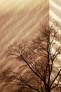 Low shadows fall on masonry building in Charlotte, North Carolina with winter tree Royalty Free Stock Photo