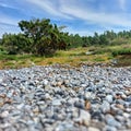 Low shot of narrow heath with firestone fields - a nature reserve on Ruegen in northern Germany