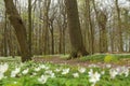 Low shot of protected area Grosses Holz near Loissin, Mecklenburg-Vorpommern, Germany Royalty Free Stock Photo