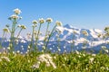 Low shot of white wildflowers with Mount Shuksan behind, WA