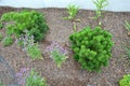 Low-sized pine and yellow perennial flowers in the pebble flowerbed blooms in summer, roof garden with purple perennials