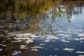 low-slung willow branches