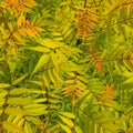 Low spirea, Sorbaria sorbifolia, in close-up Royalty Free Stock Photo