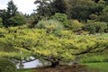 A low, sprawling, manicured tree in front of a pond, a weeping willow, Japapnese Maples and Cypress trees in Seattle