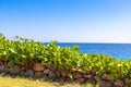 Low stone wall overgrown with ivy. Green grass on a mountainside against the background of the sea horizon. Stone fence covered Royalty Free Stock Photo