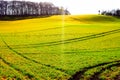 low strong sun on spring green fields up a wave shaped hill Royalty Free Stock Photo