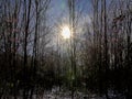 Low winter sun over a  forest in the flemish countryside Royalty Free Stock Photo