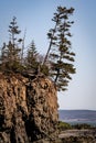 Rugged trees growing out of the cliff face Royalty Free Stock Photo