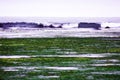 at low tide in the bay, on the sea shore algae and sea kale are thrown away, waves Royalty Free Stock Photo