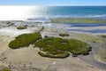 Low tide beach, Peninsula Valdes, Royalty Free Stock Photo