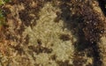 Low-tide Beach Reef at Cape Peron