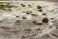 low tide beach with seaweed rocks and sand Royalty Free Stock Photo