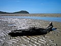 Low Tide at Cape Tribulation