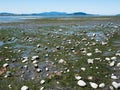 Low tide coastal scenery at Bay View State Park, WA, USA