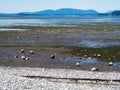Low tide coastal scenery at Bay View State Park, WA, USA