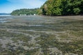 Low Tide At Dash Point