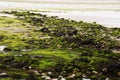 Low Tide Debris Royalty Free Stock Photo