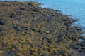 Low tide exposed rocks on a rugged New England shoreline showing Royalty Free Stock Photo