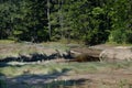 Low Tide exposing rocks, boulders and fallen trees in a Maine Ma