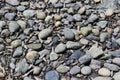 Tide left the shore and visible periwinkle shells on the beach Royalty Free Stock Photo