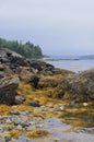 Low tide in maine