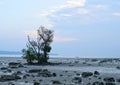 Low Tide with Mangrove Tree at Rocky Beach at Dawn - Vijaynagar Beach, Havelock Island, Andaman Nicobar, India
