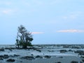 Low Tide with Mangrove Tree at Rocky Beach at Dawn - Vijaynagar Beach, Havelock Island, Andaman Nicobar, India