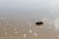 Seaweed on a sandy bottom