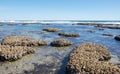 Low Tide Pools Royalty Free Stock Photo
