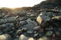 Low tide tide pools exposed at sunset Royalty Free Stock Photo