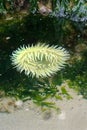 Tide Pool Sea Life Anemone at low tide Royalty Free Stock Photo