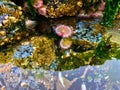 Tide Pool Sea Life. Urchin, star fish ,anemone, barnacles seaweed kelp close up Royalty Free Stock Photo