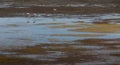 Low tide in the `Ria de Aveiro` estuary with three Flamingos in silhouette, Aveiro.