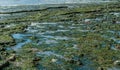 Low Tide Sea Bed Royalty Free Stock Photo