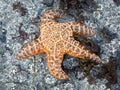 Starfish at low tide Royalty Free Stock Photo