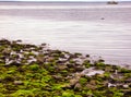 Low Tide at Silver Sands State Park in Milford Royalty Free Stock Photo