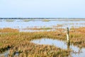 Low tide at the wadden island