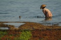 Seaweed Farming on the Island of Nusa Lembongan, Bali. Royalty Free Stock Photo