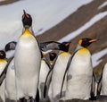 Low to high shot of King Penguins